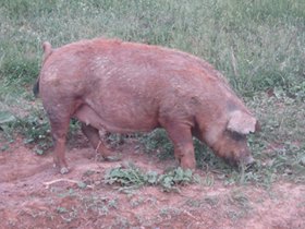 Duroc 2